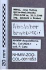 Etiketten zu Abelater brancuccii (NHMW-ZOO-COL-0011053)